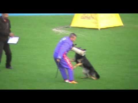 WUSV 2014 Haguenau - EXTREME OREX AYKMAR - DEFENCE 94 points !!!