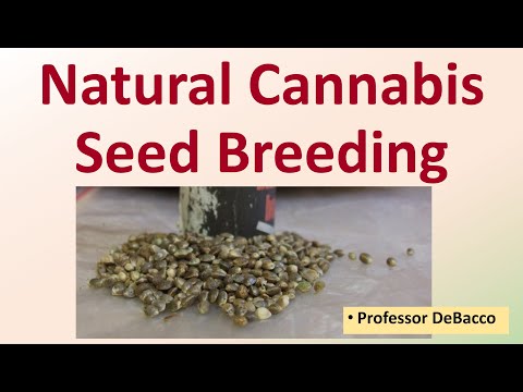 Natural Cannabis Seed Breeding
