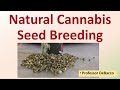 Natural Cannabis Seed Breeding
