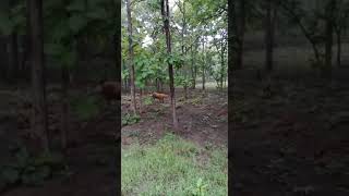 Tiger walking in Pulpally area of Wayanad