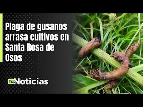 Plaga de gusanos arrasa cultivos en Santa Rosa de Osos - Teleantioquia Noticias