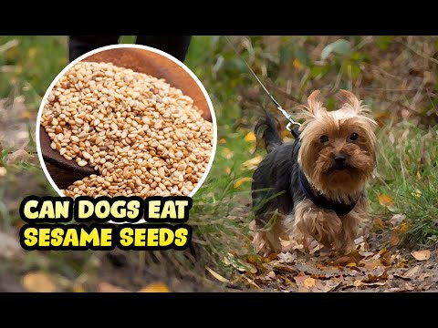 YouTube video about: Can cats eat sesame seeds?
