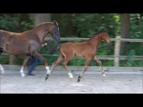 SF2017 For Dance Dacaprio komplett