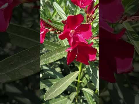 🌸🌸🌸🌸🌸🌸