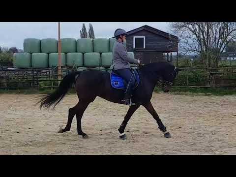 Lady Janne  (Lord Loxley x Rockwell)