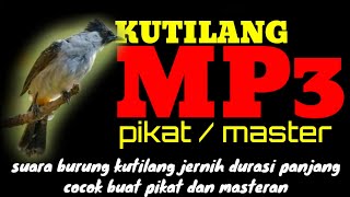 Download lagu mp3 suara pikat kutilang durasi panjang dan jernih mp3 Download lagu mp3 suara pikat kutilang durasi panjang dan jernih mp3