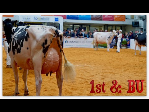 Superb Class of Junior 3yr Old Holsteins at 2020 UK Dairy Expo.Logan Estate Jazz.Judge Yan Jacobs.