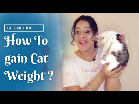 How to gain weight for cats ? / Home remedies to gain cat weight / Cat weight gaining tips