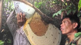 HarvestingHoneyfromGiantHoneybeesinCambodia