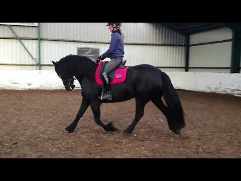 Stal Okkema's Tiny Tsjalle x Ulbert in foal of Julius 486