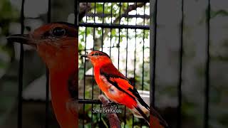 Download lagu mantenan betina gacor #birds #burung #suaraburung #mantenan #mantenangacor #tweet #2022 #kicau mp3