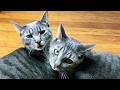 Joel Plaskett - Melt The Universe With Brotherly Love