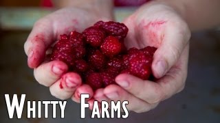 preview picture of video 'Whitty Farms Market in St. Catharines 2012 - Naturally in Niagara®'