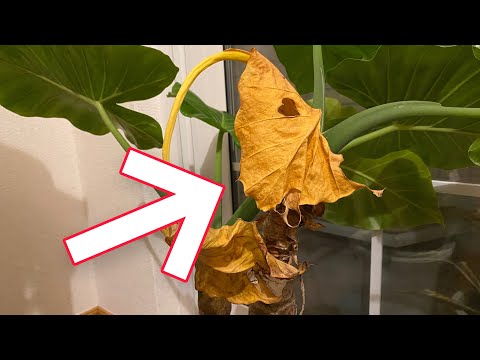 メキシコオレンジの木が枯れるのはなぜですか?枯れかけた植物の葉が黄色くなる 4 つの一般的な原因  庭園