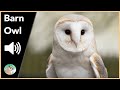 Barn Owl - Sounds