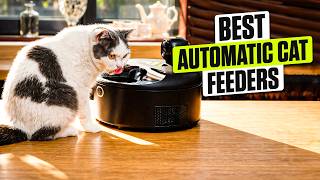 3 Best Automatic Cat Feeders for Wet Food