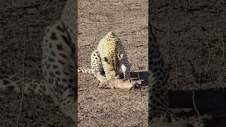 Leopards are highly opportunistic predators