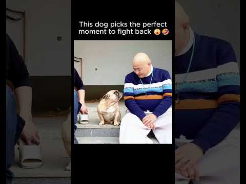 This dog picks the perfect moment to fight back 😮🤣