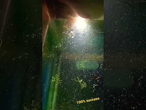 Glow Danio Fish Eggs Hatching ( Free Swimming )