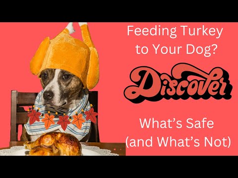 Feeding Turkey to Your Dog: Vet Shares What’s Safe and What’s Not