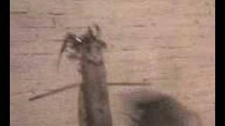 El Amor (Version Tacos)