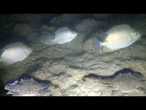 Night spearfishing | Kitong at ang daming crabs na nahuli ko