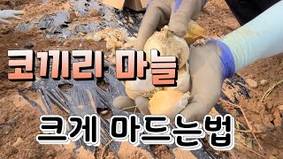 코끼리마늘 꼬끼리 처럼 크게 만들기