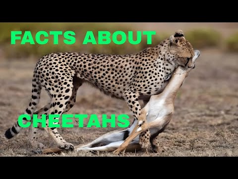21 Facts About Cheetahs (The Fastest Land Animal Cheetahs)