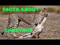 21 Facts About Cheetahs (The Fastest Land Animal Cheetahs)