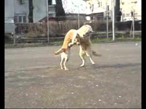 RUFF AND LEO PLAYING