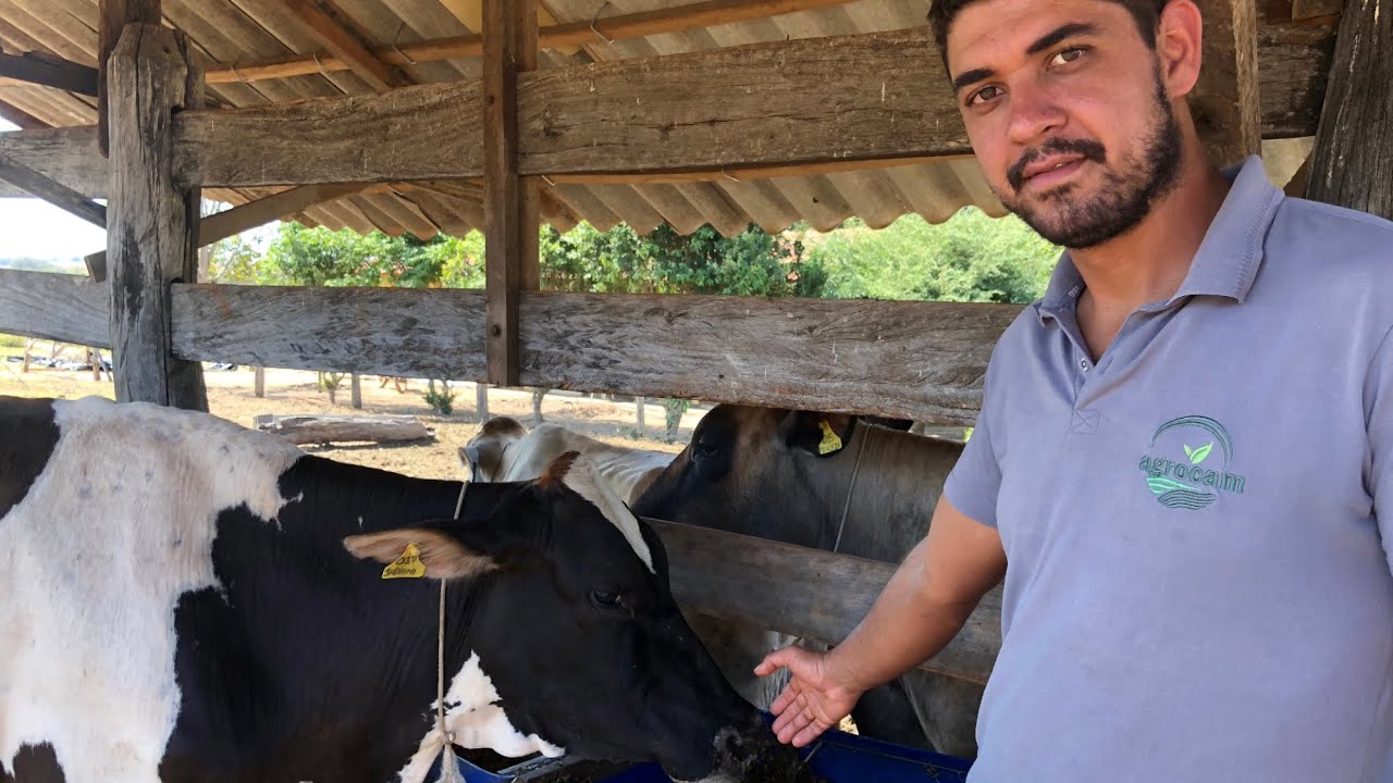 Como é o manejo que venho tendo sucesso com minhas vacas??
