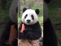 Panda eating carrot | Adorable | 😍😍