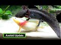 Axolotls | What You Need To Know
