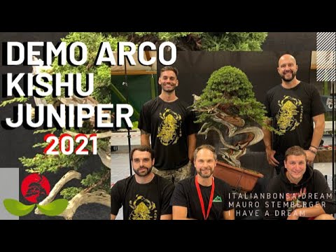 Demo Arco Kishu Juniper