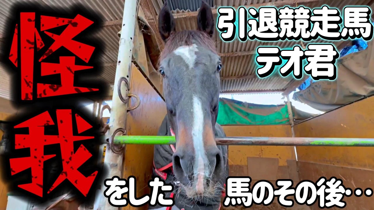 【閲覧注意】馬房で転んで全身ケガをしてしまった引退競走馬テオ君。その後の姿がヤバすぎました…。『ツルマルボーイ様のシモベ』
