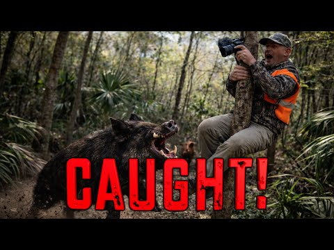 THESE HOGS ALM0ST CAUGHT BLUEGABE!