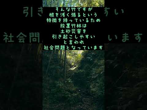 プライバシーヘッジに適した竹の種類は何ですか?非追跡種トップ5！  庭園