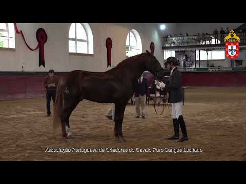 231021 36 Picasso de Cabeção - Aprovação de Reprodutores