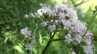 preview picture of video 'Valerian (Valeriana officinalis) - 2013-06-23'