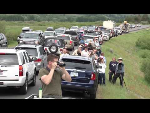 Always Endangered  - The Story of Grizzly 399