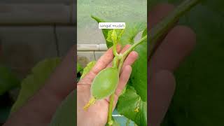Download lagu The results of melon flower pollination using polyplant pollination hormones, easy, efficient and... mp3 Download lagu The results of melon flower pollination using polyplant pollination hormones, easy, efficient and... mp3