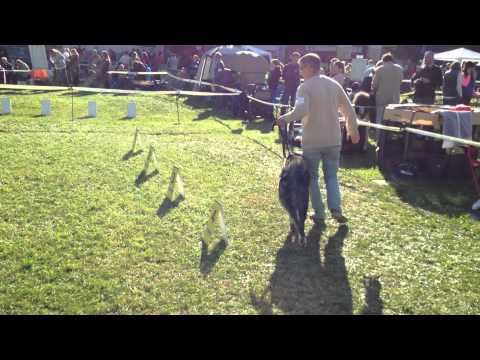 MS. Národní výstava psů Brno 2014