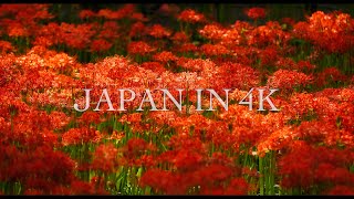 Japan in 4K : 巾着田 曼珠沙華