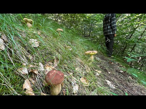 FUNGHI PORCINI 2023🍄⚡️CIRCONDATI DAI PORCINI 🍄⚡️