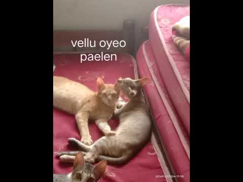 PICS OF MY CAT THAT I LOVE!!!!