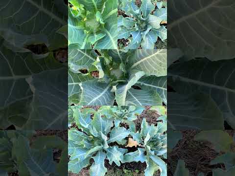 コンパニオンガーデニング：カリフラワーの隣に何を植えますか？  庭園