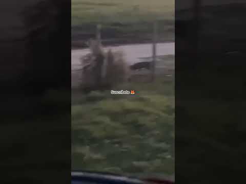 Zorro 🦊 Foxs,Laguna del Sauce, Maldonado, Uruguay 🇺🇾