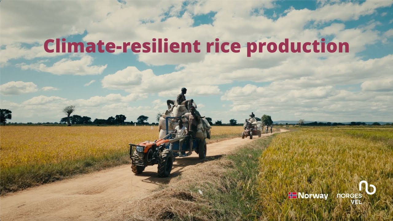 From Field to Market: Climate-Resilient Rice Production in Tanzania