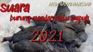 Download lagu Suara burung mandar batu sangat ampuh 2021 pikat mp3