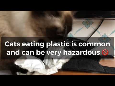 How to stop your cat from eating plastic - by changing your own behaviour